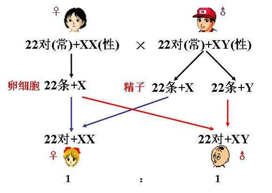 试管代怀孕如何生健康男宝