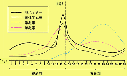 上海试管代怀孕雌激素过高或过低该怎么办