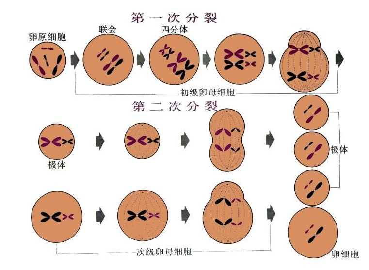 高龄是怎么影响卵子和卵母细胞的  如何做试管成功率高？