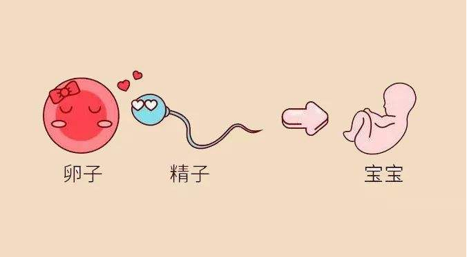 做上海试管婴儿取卵数量有没有限制