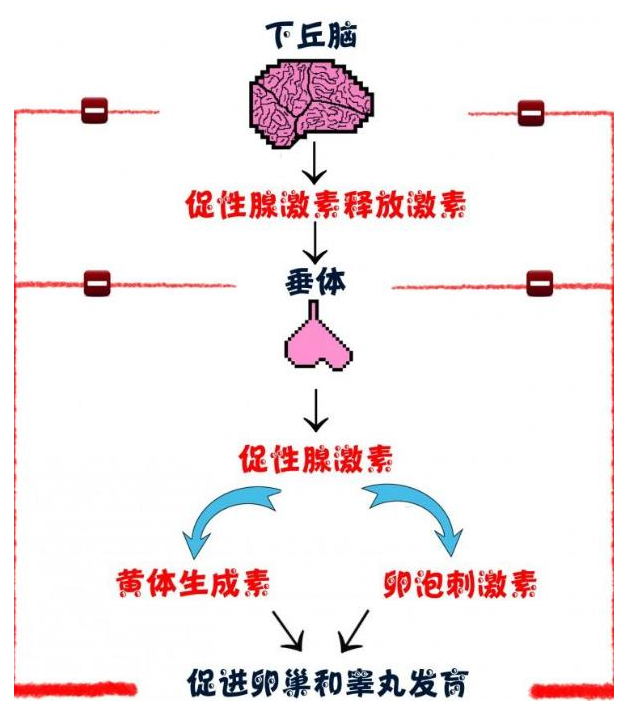 卵泡发育不良原因有哪些？做上海试管婴儿应该注意哪些呢？