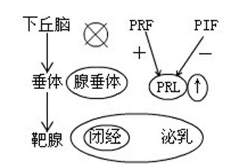 泌乳素.png