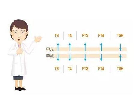 坤和试管婴儿为何看重甲状腺功能检查