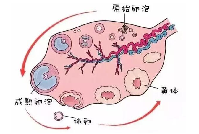 48岁以上高龄女性做试管如何提高成功率