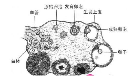 卵泡不破做上海试管婴儿成功几率有多大