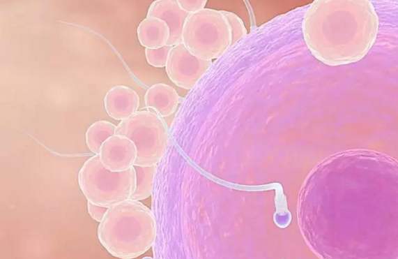 供卵多少钱正规医院?上海生殖医院供卵试管婴儿多少钱